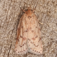 Heliocausta undescribed species at Melba, ACT - 16 Feb 2021 09:17 PM