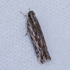 Ardozyga undescribed species nr amblopis (A Gelechioid moth) at Melba, ACT - 16 Feb 2021 by kasiaaus