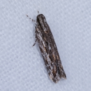 Ardozyga undescribed species nr amblopis at Melba, ACT - 16 Feb 2021