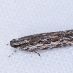 Ardozyga undescribed species nr amblopis at Melba, ACT - 16 Feb 2021