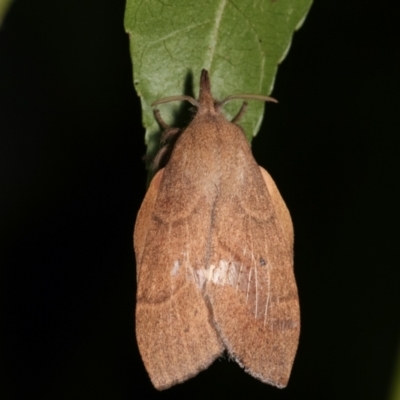 Pararguda nasuta (Wattle Snout Moth) at Melba, ACT - 16 Feb 2021 by kasiaaus