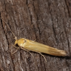 Stathmopodidae (family) at Melba, ACT - 16 Feb 2021 09:30 PM