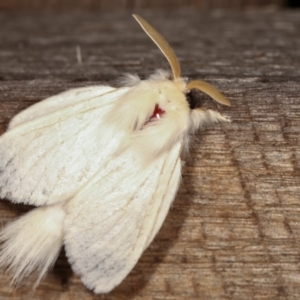 Trichiocercus sparshalli at Melba, ACT - 16 Feb 2021