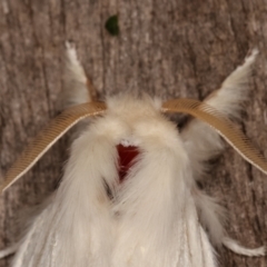 Trichiocercus sparshalli at Melba, ACT - 16 Feb 2021