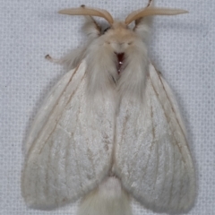 Trichiocercus sparshalli at Melba, ACT - 16 Feb 2021