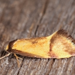 Isomoralla pyrrhoptera (A concealer moth) at Melba, ACT - 16 Feb 2021 by kasiaaus