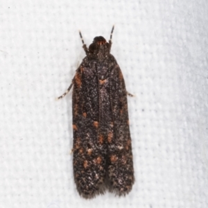 Ardozyga undescribed species near deltodes at Melba, ACT - 16 Feb 2021