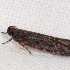 Ardozyga undescribed species near deltodes at Melba, ACT - 16 Feb 2021