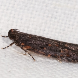 Ardozyga undescribed species near deltodes at Melba, ACT - 16 Feb 2021