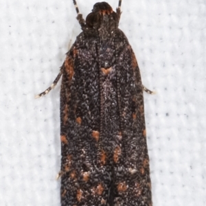 Ardozyga undescribed species near deltodes at Melba, ACT - 16 Feb 2021 11:26 PM