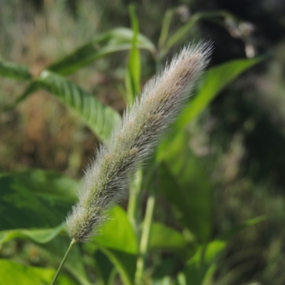 Polypogon monspeliensis (Annual Beard Grass) at Stromlo, ACT - 20 Jan 2021 by MichaelBedingfield