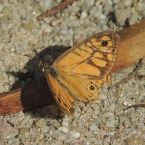 Geitoneura acantha at Paddys River, ACT - 11 Feb 2021