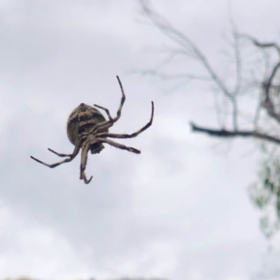 Hortophora transmarina (Garden Orb Weaver) at Booth, ACT - 17 Feb 2021 by KMcCue