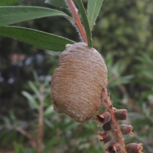 Mantidae (family) at Conder, ACT - 6 Jan 2021