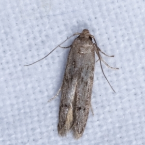 Blastobasis (genus) at Melba, ACT - 16 Feb 2021