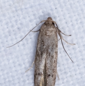 Blastobasis (genus) at Melba, ACT - 16 Feb 2021