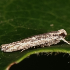 Ardozyga (genus) at Melba, ACT - 16 Feb 2021 11:36 PM