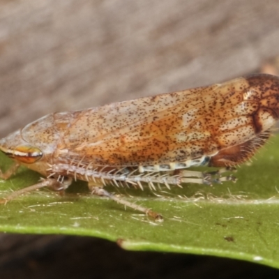 Fieberiella florii (Privet Leafhopper) at Melba, ACT - 16 Feb 2021 by kasiaaus