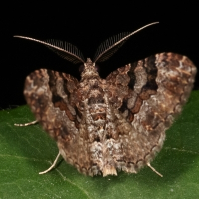 Epyaxa subidaria (Subidaria Moth) at Melba, ACT - 16 Feb 2021 by kasiaaus