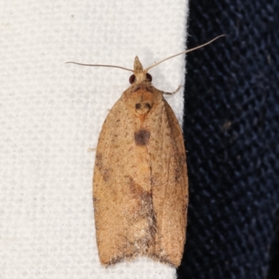 Epiphyas postvittana (Light Brown Apple Moth) at Melba, ACT - 16 Feb 2021 by kasiaaus
