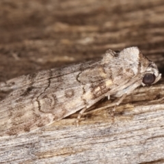 Calathusa sp nr dispila at Melba, ACT - 17 Feb 2021