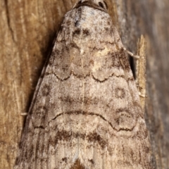 Calathusa sp nr dispila at Melba, ACT - 17 Feb 2021