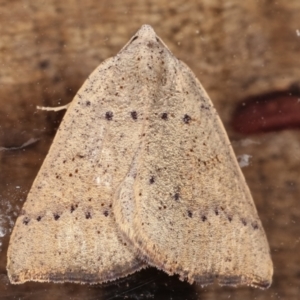 Amelora undescribed species at Melba, ACT - 17 Feb 2021