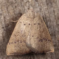 Amelora undescribed species at Melba, ACT - 17 Feb 2021 12:36 AM