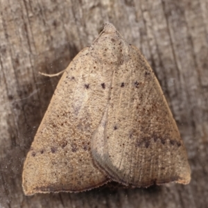 Amelora undescribed species at Melba, ACT - 17 Feb 2021