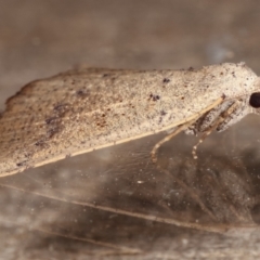 Amelora undescribed species at Melba, ACT - 17 Feb 2021