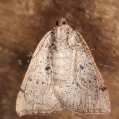 Amelora undescribed species at Melba, ACT - 17 Feb 2021