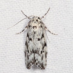 Lichenaula sp nr calligrapha at Melba, ACT - 16 Feb 2021 by kasiaaus