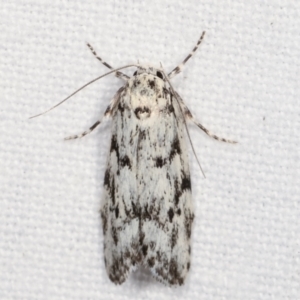 Lichenaula sp nr calligrapha at Melba, ACT - 17 Feb 2021