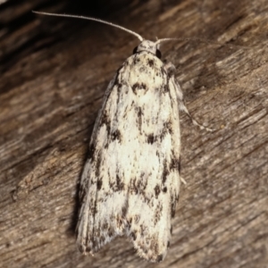 Lichenaula sp nr calligrapha at Melba, ACT - 17 Feb 2021