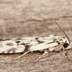 Lichenaula sp nr calligrapha at Melba, ACT - 17 Feb 2021