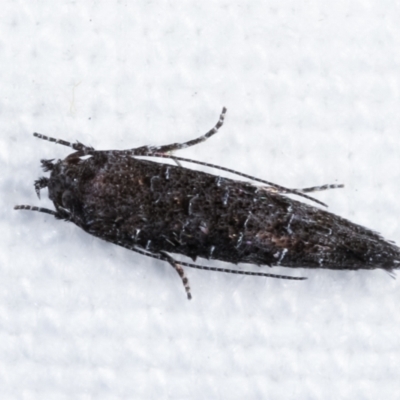 Trachydora capnopa (A Cosmet moth) at Melba, ACT - 16 Feb 2021 by kasiaaus