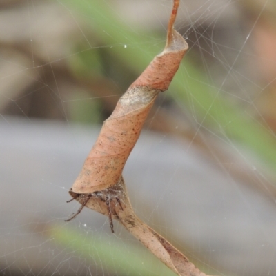 Phonognatha graeffei (Leaf Curling Spider) at Point Hut to Tharwa - 18 Feb 2021 by MichaelBedingfield