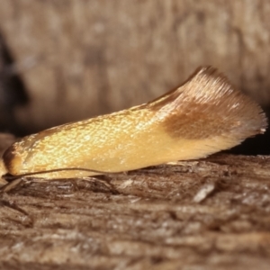 Phauloplana illuta at Melba, ACT - 17 Feb 2021