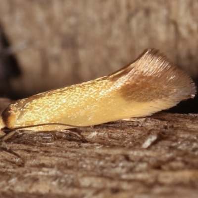 Phauloplana illuta (A concealer moth) at Melba, ACT - 17 Feb 2021 by kasiaaus