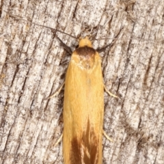 Phauloplana illuta at Melba, ACT - 17 Feb 2021 12:43 AM