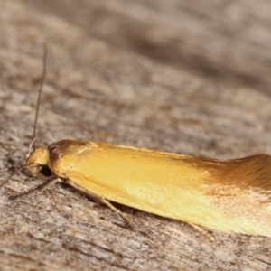 Phauloplana illuta at Melba, ACT - 17 Feb 2021 12:43 AM