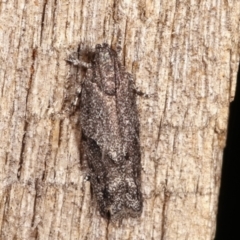 Oecophoridae (family) (Unidentified Oecophorid concealer moth) at Melba, ACT - 17 Feb 2021 by kasiaaus