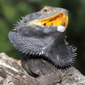 Pogona barbata at Acton, ACT - suppressed