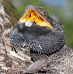 Pogona barbata at Acton, ACT - suppressed