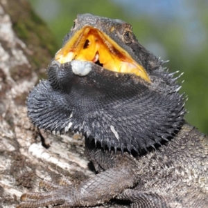 Pogona barbata at Acton, ACT - suppressed