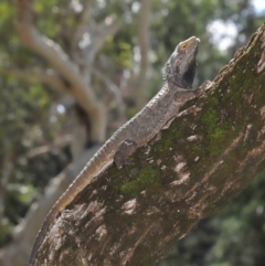 Pogona barbata at Acton, ACT - 14 Feb 2021