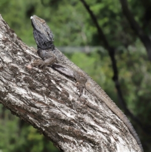 Pogona barbata at Acton, ACT - suppressed