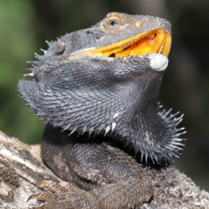 Pogona barbata at Acton, ACT - suppressed