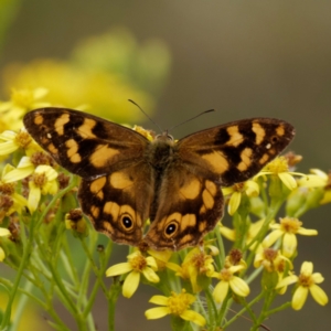 Heteronympha solandri at Cotter River, ACT - 3 Feb 2021