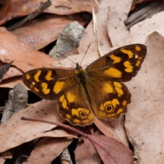 Heteronympha solandri (Solander's Brown) at Cotter River, ACT - 3 Feb 2021 by DPRees125